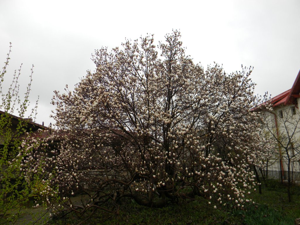 Magnolie, monument al naturii